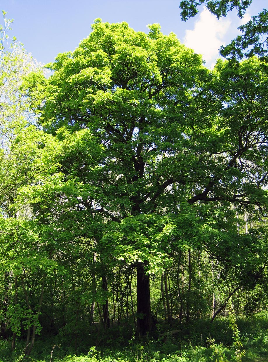 Terrassendach-Fachbetriebe in Blankenheim: Sorbus torminalis