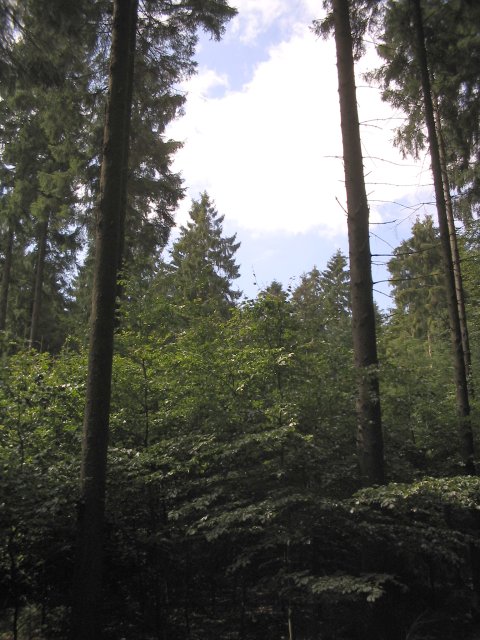 Terrassendach-Fachbetriebe in Forst: Stadtansicht – Foto: Wikimedia-Autor Terrassendach-Fachbetriebe in Forst: Stadtansicht